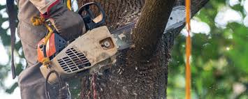 How Our Tree Care Process Works  in  Warminster Heights, PA